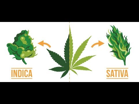 Indica vs Sativa?  Does it even matter?