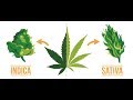 Indica Vs Sativa Does It Even Matter