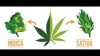 Indica vs Sativa? Does it even matter? Indica vs Sativa? Does it even matter?