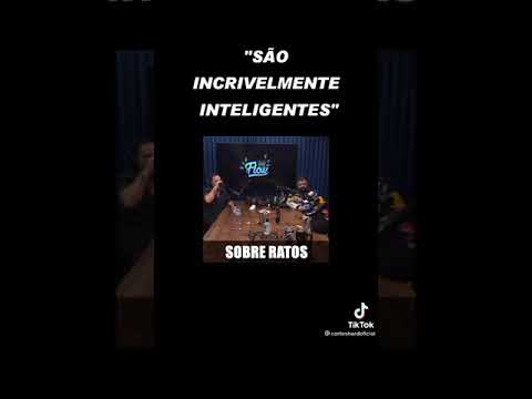 os ratos 🐭 são incrivelmente inteligentes