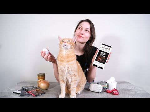 5 Human Foods Cats Can Eat (And 5 To Avoid!) - YouTube