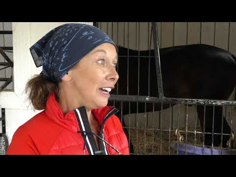 2021 Hambletonian Contender   Cuatro De Julio