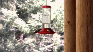 preview picture of video 'Hummingbirds in New Mexico'