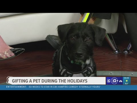 Things to consider before gifting a pet - YouTube