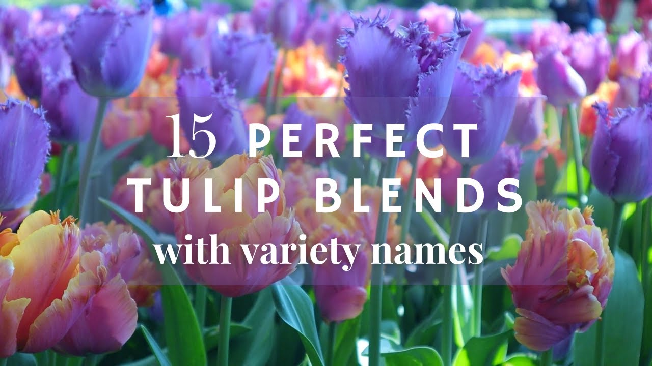 15 TULIP combinations + DESIGN IDEAS from the KEUKENHOF 2022 displays 🌷🏅