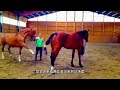 New Horse Mating Video Nukra Stallion Haider Bajwa Stud Farm