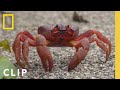 Perilous Red Crab Migration | Incredible Animal Journeys | National Geographic