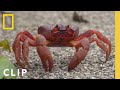 Perilous Red Crab Migration Incredible Animal Journeys National Geographic