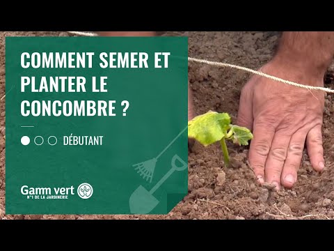 , title : '[TUTO] Comment semer et planter les concombres ? - Jardinerie Gamm vert'