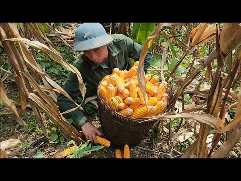 Jhony's 2nd Corn Harvest of the Year, Survival Instinct,Building a Life (EP 194)