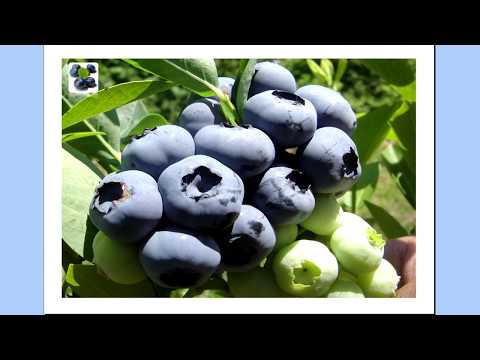 Tehnologija gajenja borovnice iskustva @agroliderzaboljapolja