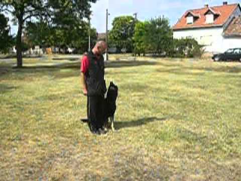 Arash obedience work