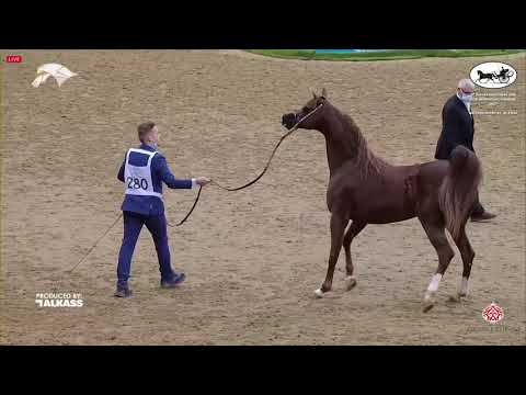 N 280 SPARTACUS TO   9th Qatar National AHS for Individual Owners   Stallions 11+ Years Old Class 12