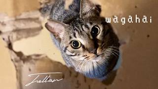 Tellar / wagahai (Lyric Video -カイハナver-)