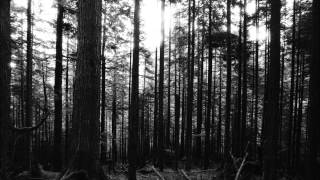 Scattered Trees - Five Minutes