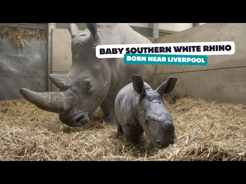 World's First Successful  Rhino IVF  Pregnancy Gives Northern White Rhinos New Hope