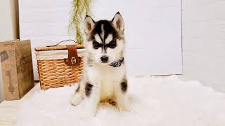 シベリアンハスキーの動画01