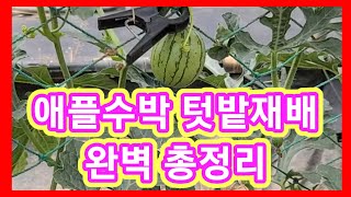 애플수박 텃밭재배 완벽 총정리 수박 순치는법,재배방법,수박순치기,수박키우기,애플수박 순지르기,수직재배심는시기…