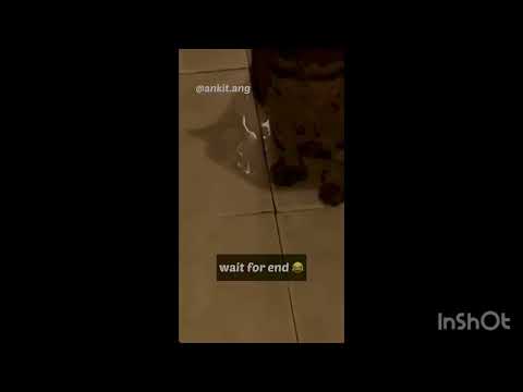 Jasparam kaur Canada viral video | Sidhu Moose Wala ਨੂੰ ਬੋਲਦੀ ਸੀ ਗਲਤ