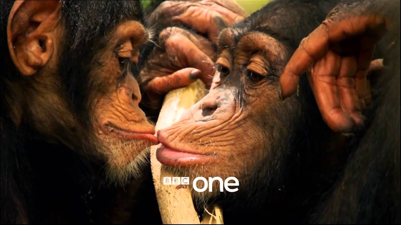 Life Story with David Attenborough: Trailer - BBC One