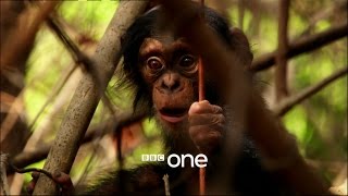 Life Story with David Attenborough: Trailer - BBC One