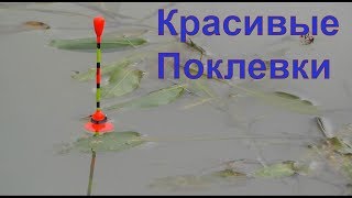 Разновидности поплавков для летний рыбалки