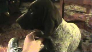 Last Liver Head Ticked Body Female German Shorthaired Pointer Left