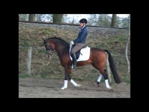 HEITRAK'S MARVIN Ponyhengst(Welsh K) v. De Goede Ree Now or Never