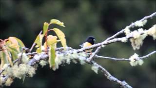 preview picture of video 'Stewart Island New Zealand'