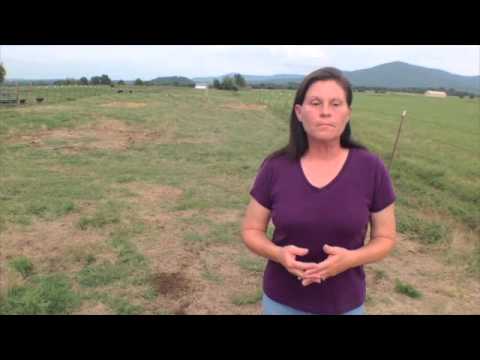 download lagu mp3 mp4 Grass Fed Beef Northwest Arkansas, download lagu Grass Fed Beef Northwest Arkansas gratis, unduh video klip Grass Fed Beef Northwest Arkansas