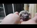 Hedgehog Baby Yawning