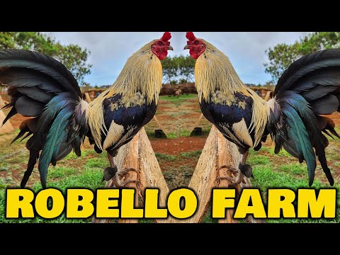 HAWAII Beautiful Black Birds Grey ROBELLO FARM