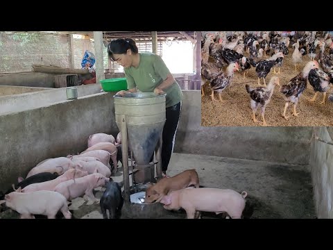 , title : 'Caring for piglets.  And take care of the chicks.  Country Life / My Farm.  (Episode 43).'
