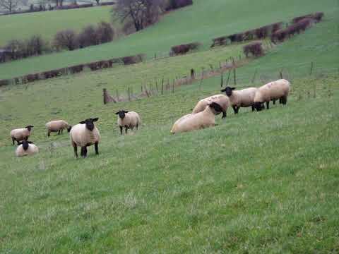 Wool industry in Wales | Wikipedia audio article