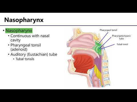 Pharynx LO5 - M1 Anatomy Learning Objectives