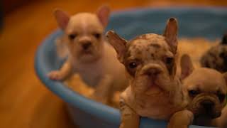 Video preview image #3 French Bulldog Puppy For Sale in HOBART, IN, USA