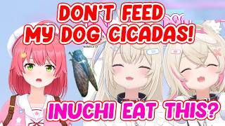 When FUWAMOCO Wants to Feed Miko's Dog Cicadas...