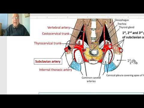 Anatomy of the thorax 2023 (Internal thoracic artery), by Dr. Wahdan