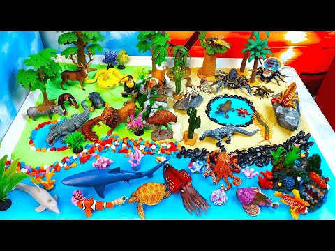 Learn  names of venomous and non-venomous animals-discover how they behave- build a nature diorama!