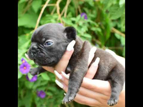 French bulldog gotfrenchie