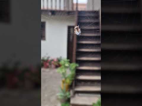 Arañita Pequeña Bonita en mi Hospedaje de Urubamba, Cusco #arañas #cusco #urubamba