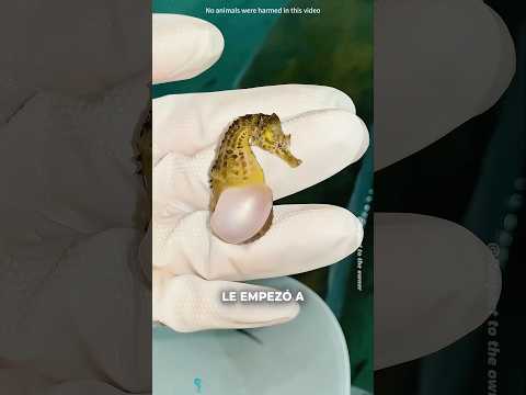 Salvó a un caballito de mar... ¡Y algo mágico ocurrió después!#shorts