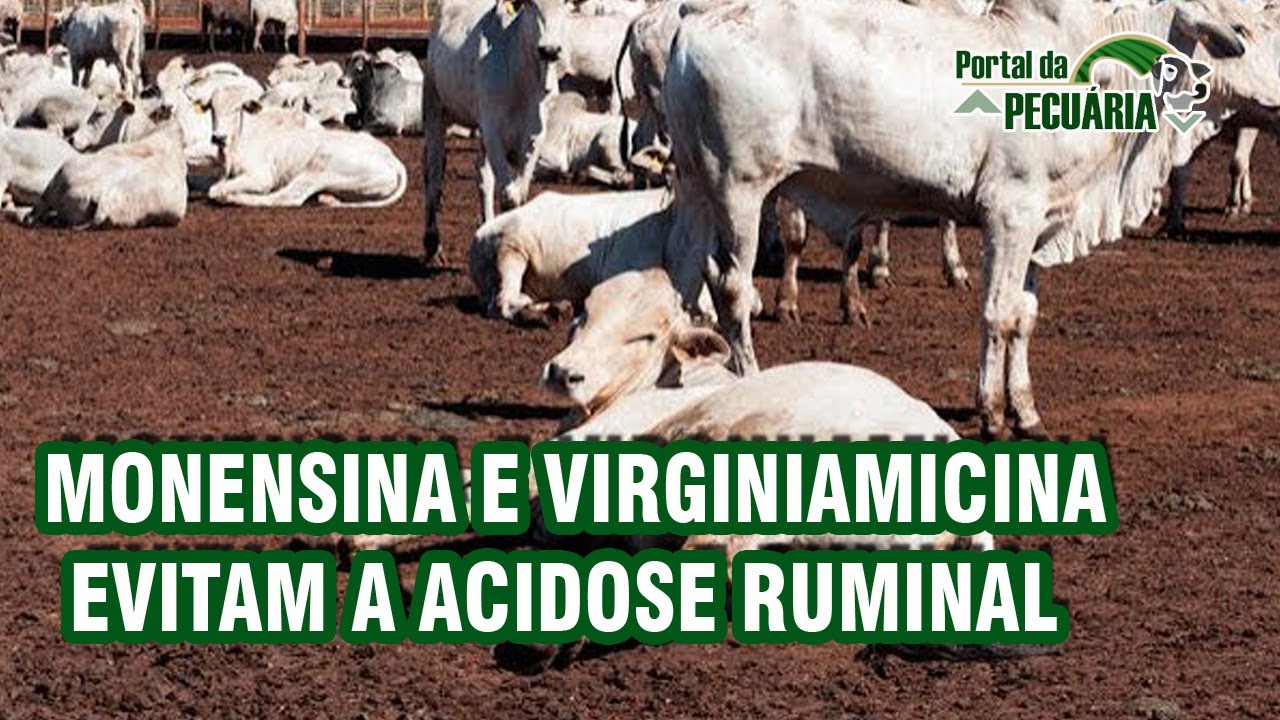Monensina  e virginiamicina evitam a acidose ruminal