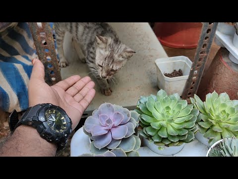 Me & My Taffi  || ye dosti ham nahin chhodenge || ye dosti hum nahi todenge || cat lovers ||