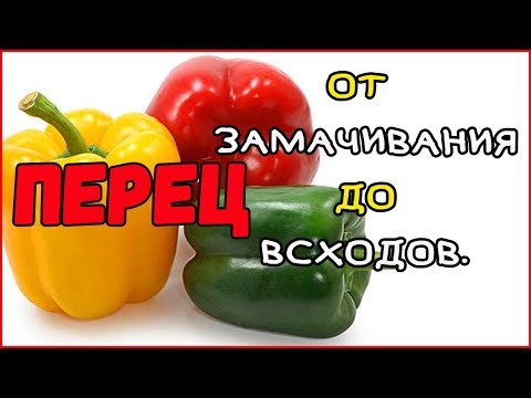 Посев ПЕРЦА на РАССАДУ. Огород 2019. Жизнь в деревне.