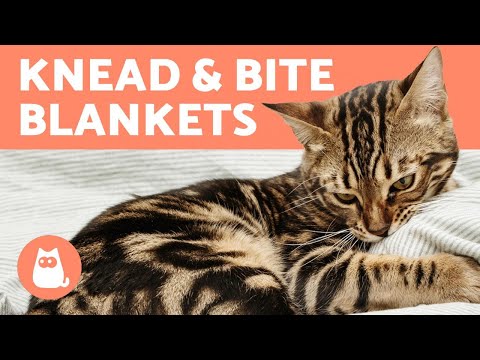 My KNEADS and BITES Blankets 🐱 (Why and What to Do)