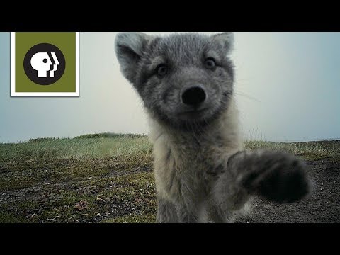 Please Enjoy This Band Of Baby Arctic Foxes Destroying A Nature Photographer's Camera
