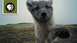 Arctic Foxes Destroy Filmmaker's Camera