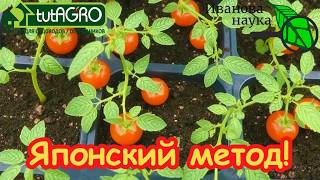 Хитрый ЯПОНСКИЙ способ: рассада будет толстой и крепкой! Томаты с имбирём: се