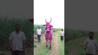 Download lagu ಕಮಲದಿನ್ನಿ ರಣಧೀರ sold out... #bull #terabandi #cow #trending #reels #kannada #viralshorts #nada mp3